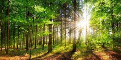 Sonnenstrahlen durchfluten einen grünen Wald Sonnenstrahlen durchfluten einen grünen Wald